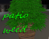 lighted patio weed plant
