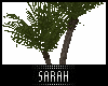 4K .:Potted Palm:.
