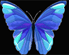 NCA Mariposas Butterflie
