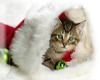 Christmas Kitty 5
