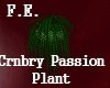 Crnbry Passion Plant