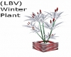 (LBV) Winter Plant