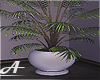 !A! Lila Plants