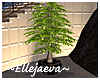Decorative Indoor Tree