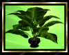 QT~Big Leaf Black Plant