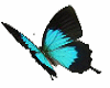 Blk Blue Butterflies M/F