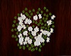 white ivy