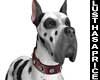 ♥♠ Great Dane