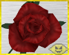 FR Rose Single Rose