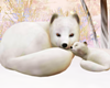 Snow Foxes