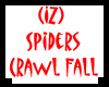 (IZ) Spiders Crawl Fall