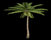 palm tree animated