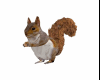 C* ecureuil /squirrel