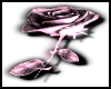 Perfect Rose(faded)