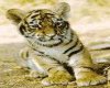 Tiger cub1
