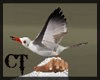 Animated Flying Seagulls