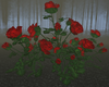 BR Red Roses Bush
