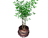 [MzE] Bamboo potted