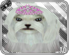 JD~ White Maltese Dog