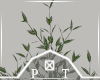 Potted Olive Tree