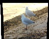 Seagulls
