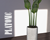 big houseplant