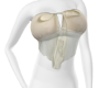 Delicate Top