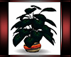 Chestnut Apt Plant V2
