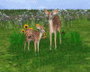 S! Spring Deer's