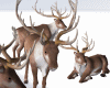 Reindeers Group on Snow