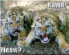 Meow/Rawr VB