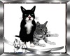 Animated Cats/Gatos
