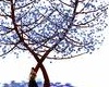 blue tree falling petals