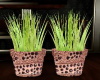 ~Lemmon Grass Plants~