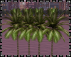 "Miami Palmtree