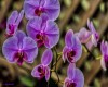 Purple Orchids2
