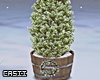 Xmas Tree Plant