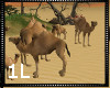 !1L Desert Camel Group