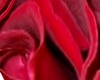 Rose Shrit