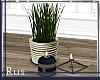 Rus: Nova table decor