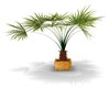 POTTED HOUSE PALM