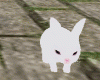 Pet Bunny Animated