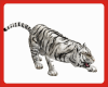 ß Tiger
