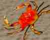 Beach Sea  Red  Crab