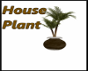 Brown House Plant