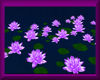 Water Lilies *lila*