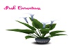 Bonsai Lily Blue Plant