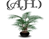 (A.H.)Green Willow