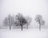 Winter Tree Scene 3