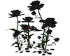 clair roses black